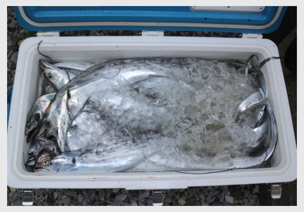 魚と氷で、クーラーボックスは重たい
